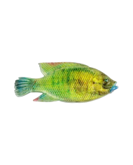 4" Natural Kurper - Cullem Pro Series Fishing