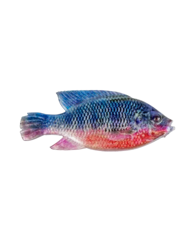 4" Natural Kurper - Cullem Pro Series Fishing 4" Natural Kurper - Cullem Pro Series Fishing