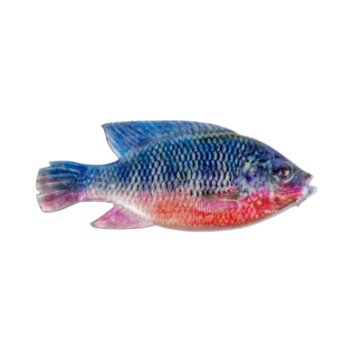 4" Natural Kurper - Cullem Pro Series Fishing 4" Natural Kurper - Cullem Pro Series Fishing