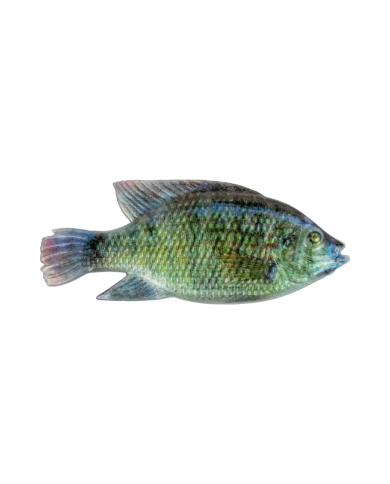 4" Natural Kurper - Cullem Pro Series Fishing 4" Natural Kurper - Cullem Pro Series Fishing